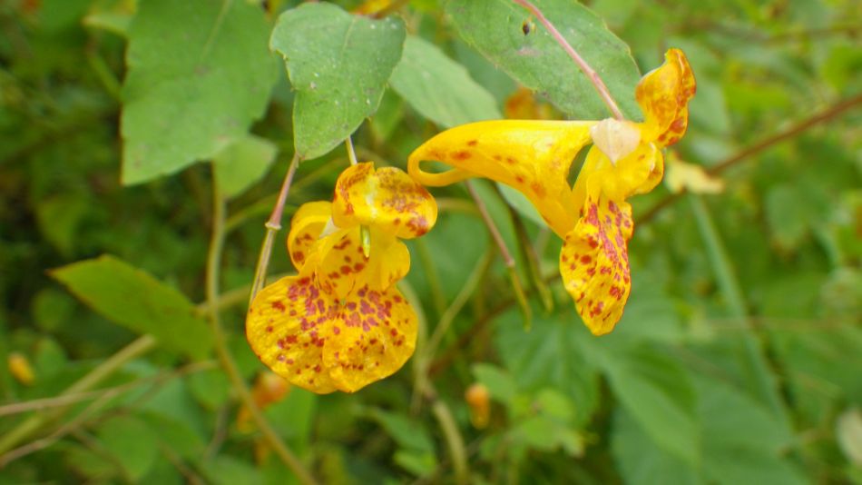 2014-09-11 05 North American Impatiens capensis.jpg